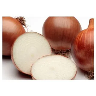 Compra CEBOLLA CÍCLOPE Calibrada (25.000 Semillas) en la tienda online Fito Agrícola