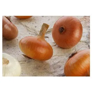 Compra CEBOLLA AMARILLA PAJA VIRTUDES Pildorada (5.000 Semillas) en la tienda online Fito Agrícola