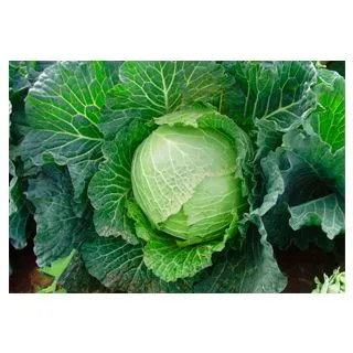 Compra COL LUGANO F1 (2.500 Semillas) en la tienda online Fito Agrícola