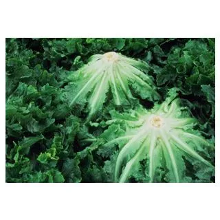 Compra ESCAROLA GIGANTE HORTELANA R.A. Pildorada (5.000 Semillas) en la tienda online Fito Agrícola