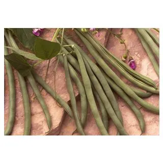 Compra JUDÍA EMILIA (1.000 Semillas) en la tienda online Fito Agrícola