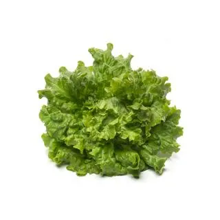 Compra LECHUGA BEGOÑA Pildorada (5.000 Semillas) en la tienda online Fito Agrícola