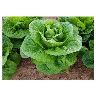 Compra LECHUGA PANTICOSA Pildorada (5.000 Semillas) en la tienda online Fito Agrícola