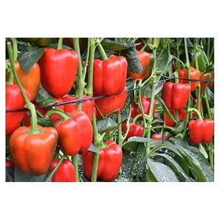 Compra PIMIENTO MENES F1 (1.000 Semillas) en la tienda online Fito Agrícola