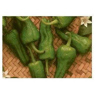 Compra PIMIENTO PADRON (100 gr.). en la tienda online Fito Agrícola