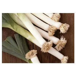 Compra PUERRO BLAUWGROENE HERFST Sel. Tempano Pildorado (5.000 Semillas) en la tienda online Fito Agrícola