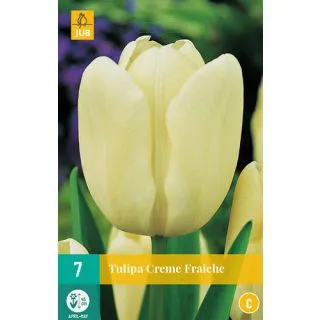 Compra TULIPÁN CREME FRAICHE en la tienda online Fito Agrícola