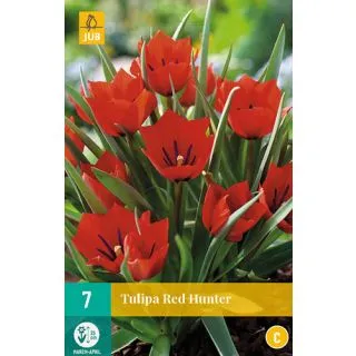 Compra TULIPÁN RED HUNTER en la tienda online Fito Agrícola