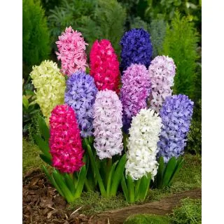 Compra JACINTOS MIX (50 Unid.). en la tienda online Fito Agrícola