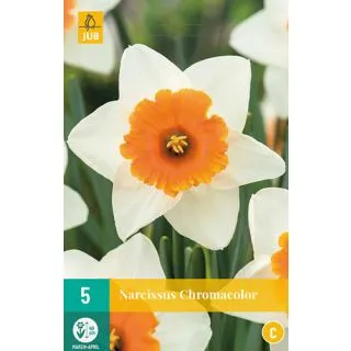 Compra NARCISOS CHROMACOLOR en la tienda online Fito Agrícola