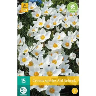 Compra CROCUS ARD SCHENK en la tienda online Fito Agrícola