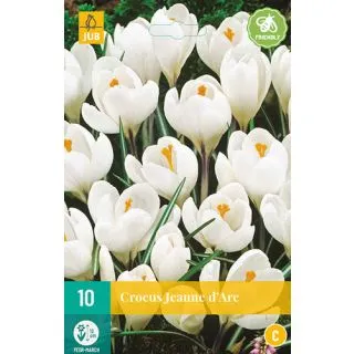 Compra CROCUS JEANNE D´ARC en la tienda online Fito Agrícola