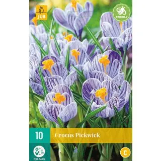 Compra CROCUS PICKWICK en la tienda online Fito Agrícola