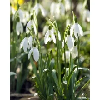 Compra GALANTHUS ELWESII (100 Unid.). en la tienda online Fito Agrícola