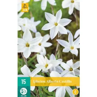 Compra IPHEION UNIFLORUM ALBERTO CASTILLO en la tienda online Fito Agrícola