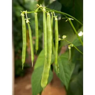 Compra JUDÍA RIQUE (5.000 Semillas) en la tienda online Fito Agrícola