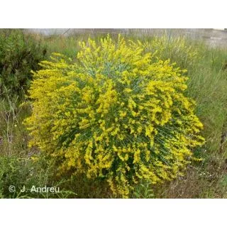 Compra ALBAIDA (100 gr.). en la tienda online Fito Agrícola