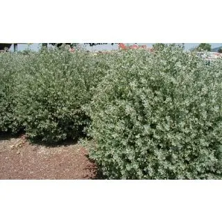 Compra MARGARITA DE PLAYA (10 gr.). en la tienda online Fito Agrícola