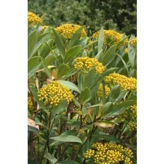 Compra ADELFILLA (50 gr.). en la tienda online Fito Agrícola