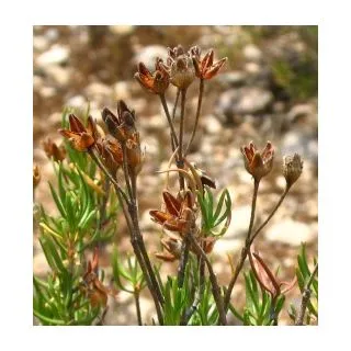 Compra ROMERO MACHO (10 gr.). en la tienda online Fito Agrícola