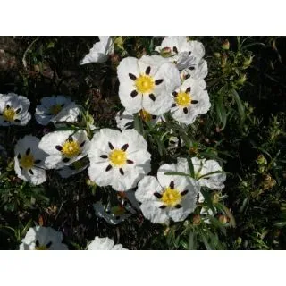 Compra JARA PRINGOSA (10 gr.). en la tienda online Fito Agrícola