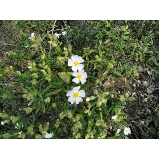 Compra JAGUARZO (10 gr.). en la tienda online Fito Agrícola