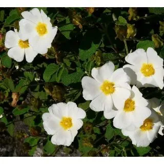 Compra JAGUARZO MORISCO (10 gr.). en la tienda online Fito Agrícola