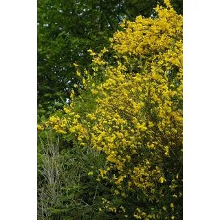 Compra ESCOBÓN (100 gr.). en la tienda online Fito Agrícola