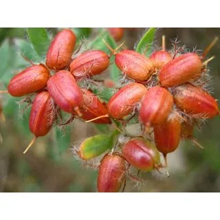 Compra BOCHA (10 gr.). en la tienda online Fito Agrícola