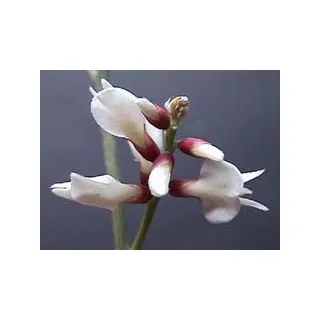 Compra RETAMA BLANCA (100 gr.). en la tienda online Fito Agrícola