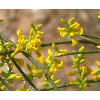 Compra RETAMA (100 gr.). en la tienda online Fito Agrícola