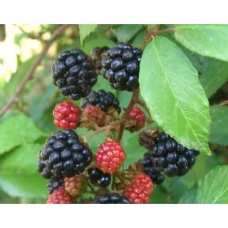 Compra ZARZA SILVESTRE (50 gr.). en la tienda online Fito Agrícola