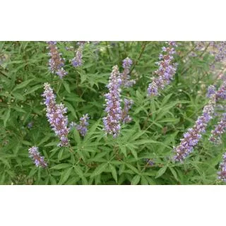 Compra SAUZGATILLO (50 gr.). en la tienda online Fito Agrícola