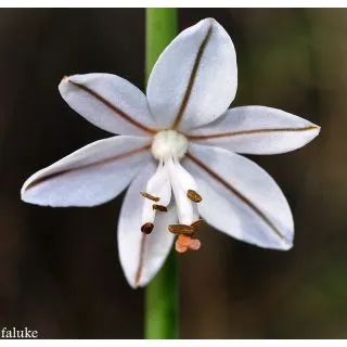 Compra GAMONCILLO (100 gr.). en la tienda online Fito Agrícola