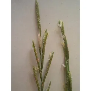 Compra FENÁS (100 gr.). en la tienda online Fito Agrícola