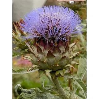 Compra ALCACHOFERA SILVESTRE (50 gr.). en la tienda online Fito Agrícola