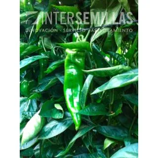 Compra PIMIENTO POPEYE F1 (1000 Semillas). en la tienda online Fito Agrícola