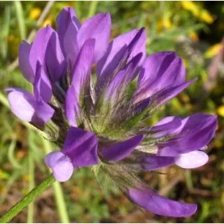 Compra TRÉBOL HEDIONDO (50 gr.). en la tienda online Fito Agrícola