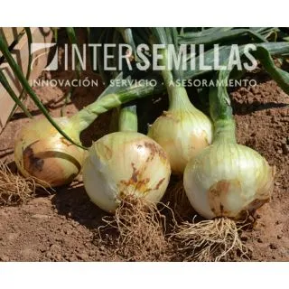 Compra CEBOLLA IRENE F1 Pildorada (5.000 Semillas) en la tienda online Fito Agrícola