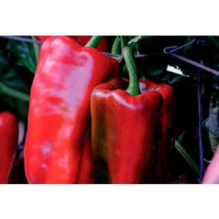 Compra PIMIENTO VORTEX F1 (1000 Semillas). en la tienda online Fito Agrícola