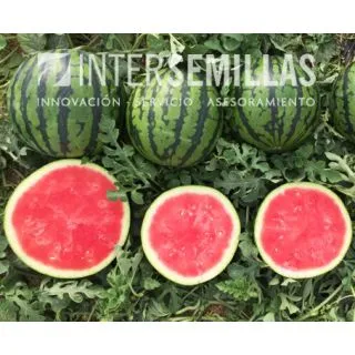 Compra SANDÍA DONCELLA F1 (1000 Semillas) en la tienda online Fito Agrícola