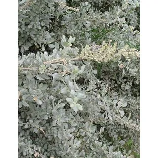 Compra OSAGRA, SALADO BLANCO (50 gr.). en la tienda online Fito Agrícola