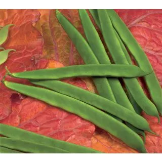 Compra JUDÍA NURIA (25.000 Semillas) en la tienda online Fito Agrícola