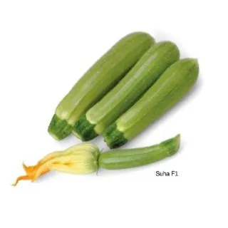 Compra CALABACÍN SUHA F1 (1.000 Semillas) en la tienda online Fito Agrícola