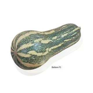 Compra CALABAZA BARBARA F1 (1000 Semillas). en la tienda online Fito Agrícola