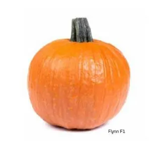 Compra CALABAZA FLYN F1 (1.000 Semillas) en la tienda online Fito Agrícola