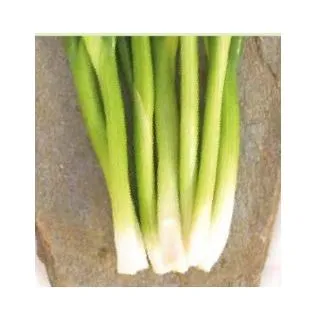 Compra CEBOLLINO KATANA F1 (100.000 Semillas). en la tienda online Fito Agrícola