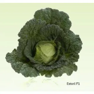 Compra COL ESTORIL F1 (2.500 Semillas). en la tienda online Fito Agrícola