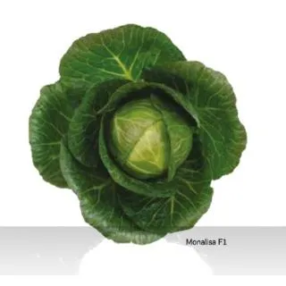 Compra COL MONALISA F1 (2.500 Semillas). en la tienda online Fito Agrícola