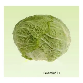 Compra COL SAVONARCH F1 (2.500 Semillas). en la tienda online Fito Agrícola